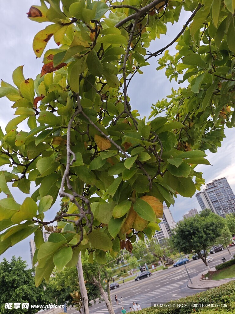 綠葉繁茂的樹(shù)枝
