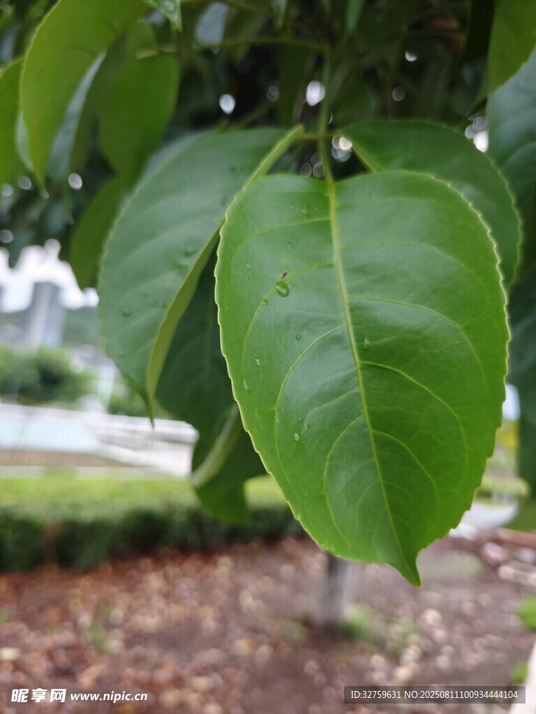 翠綠葉片特寫(xiě)