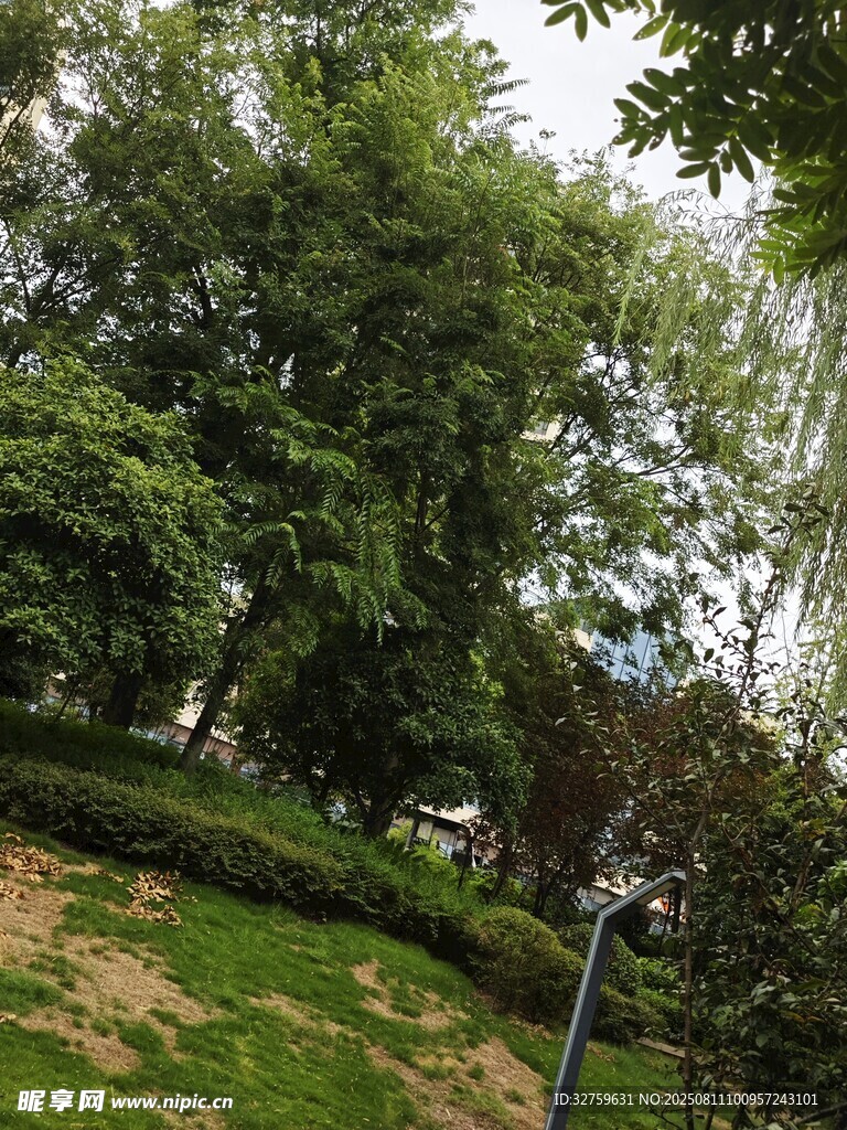 綠意盎然的公園景致