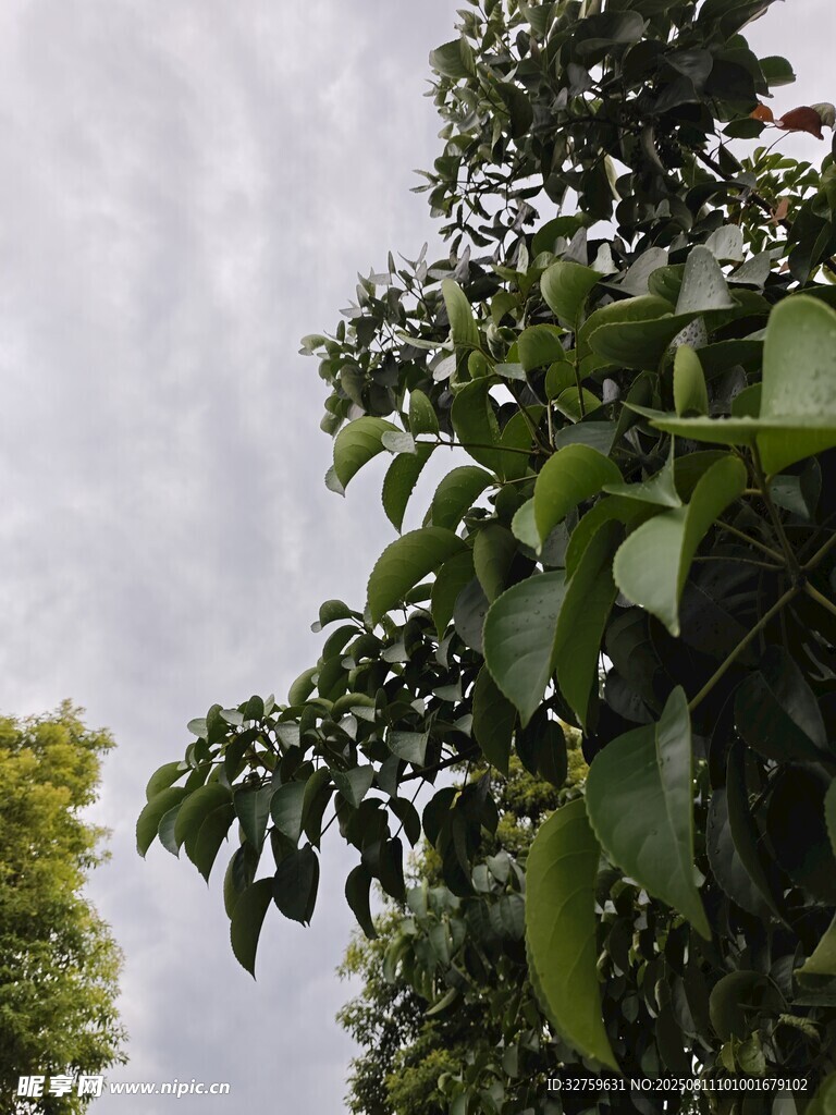 綠葉繁茂的樹(shù)木景觀