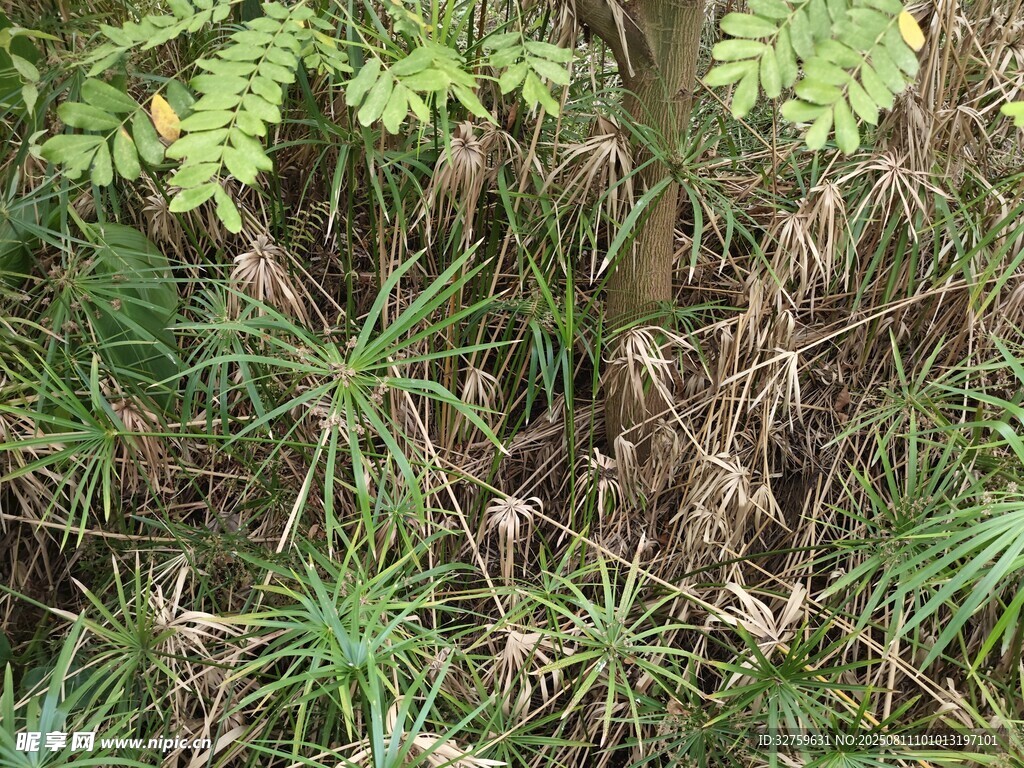 茂密草叢中的蕨類植物