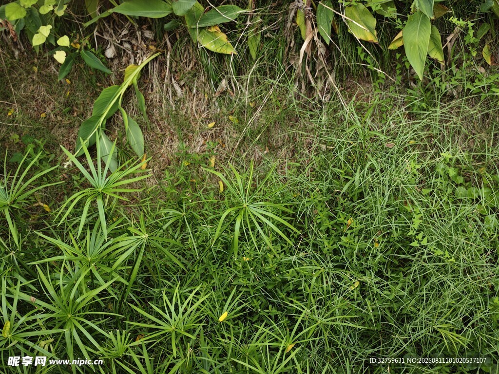 戶外草叢綠植景象