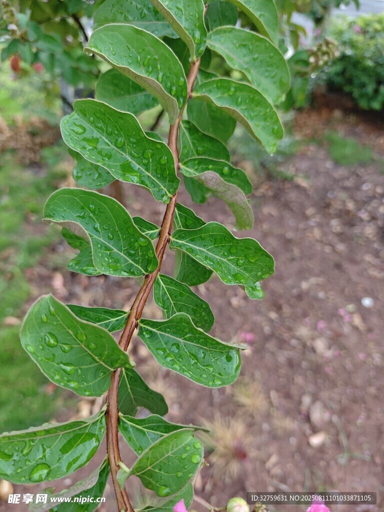 翠綠枝葉特寫