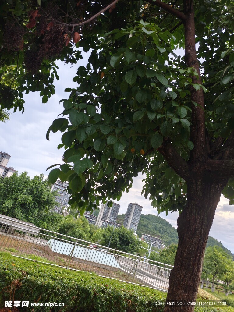 綠樹成蔭下的城市景觀