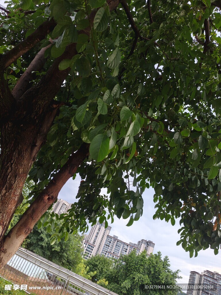 繁茂大樹下的城市景致