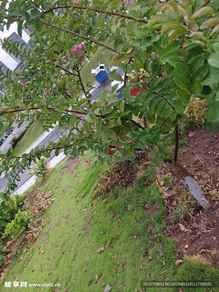 戶外綠植旁的藍(lán)色物體