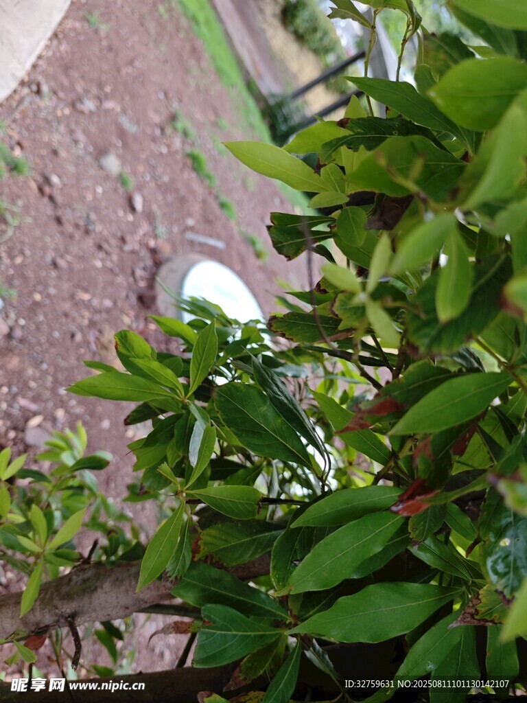 綠葉植物特寫