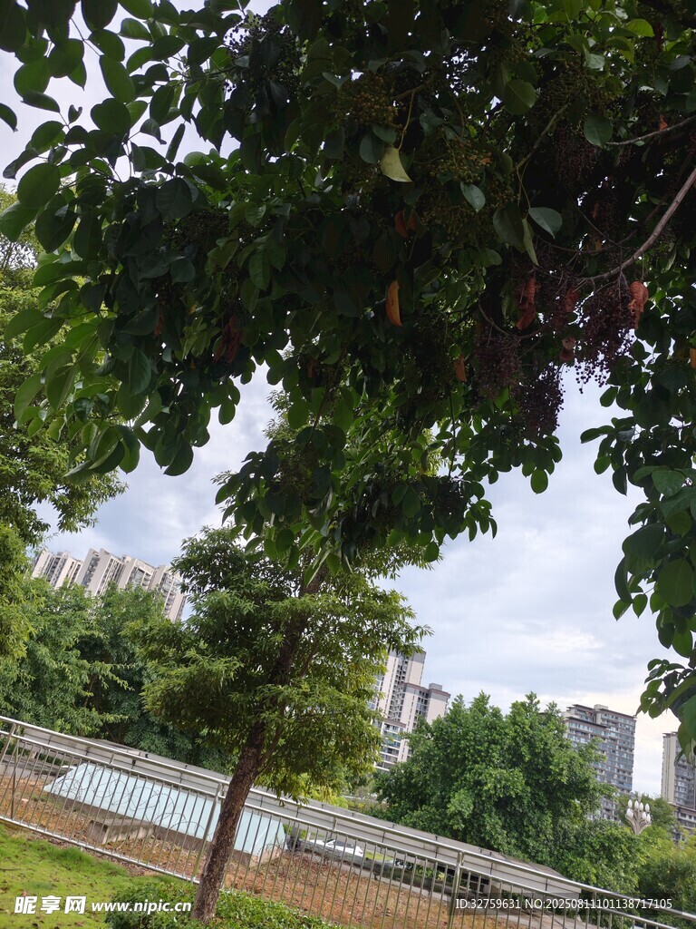 公園綠樹景觀