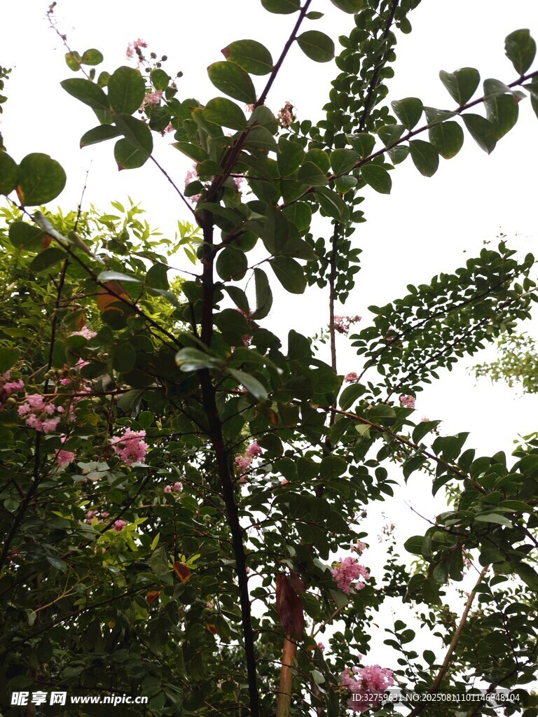 綠葉繁花間的自然景致