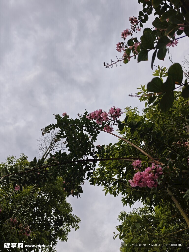 繁花綠樹間的天空景致