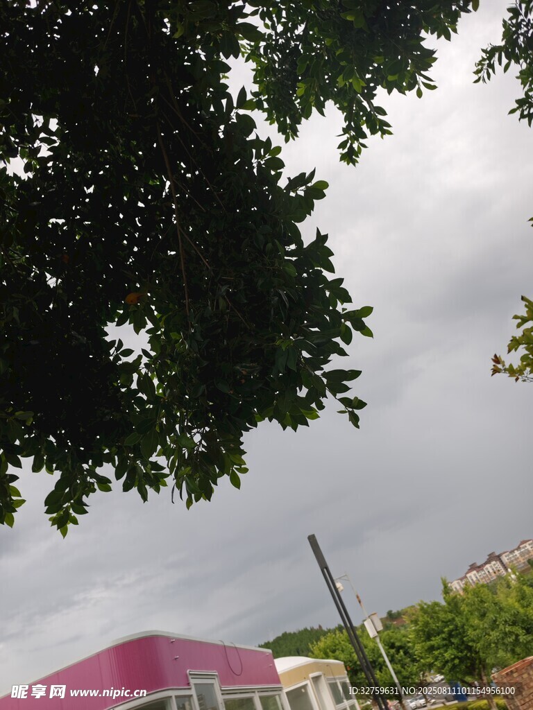 陰天樹下的粉色建筑