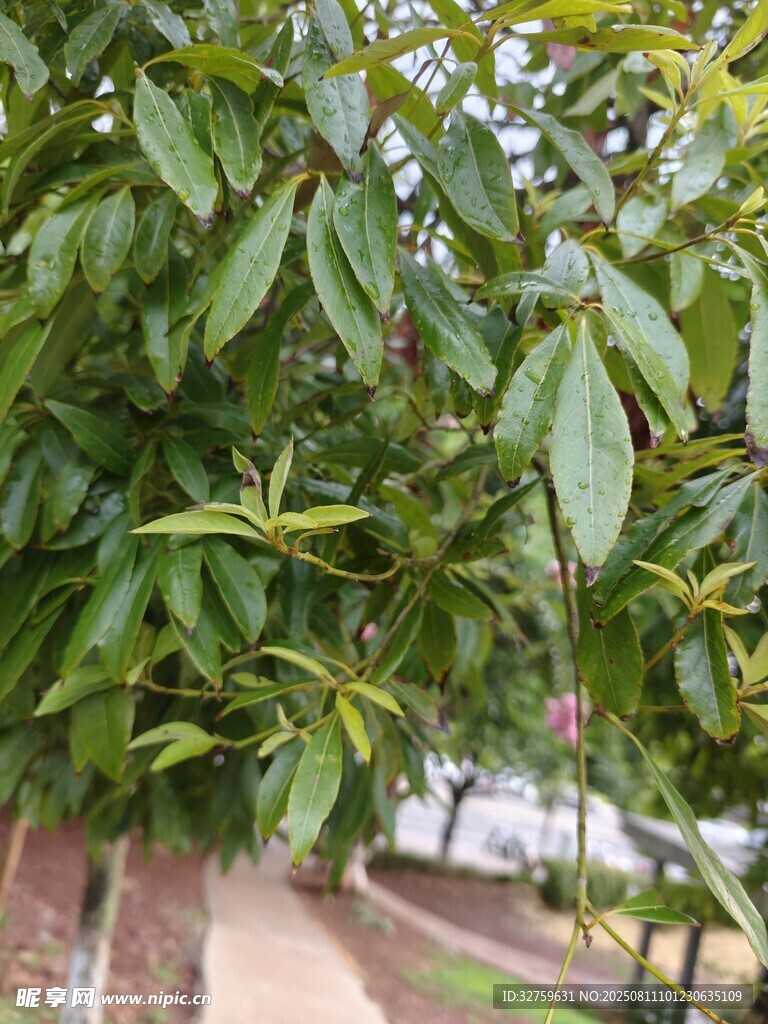 綠葉繁茂的植物景象