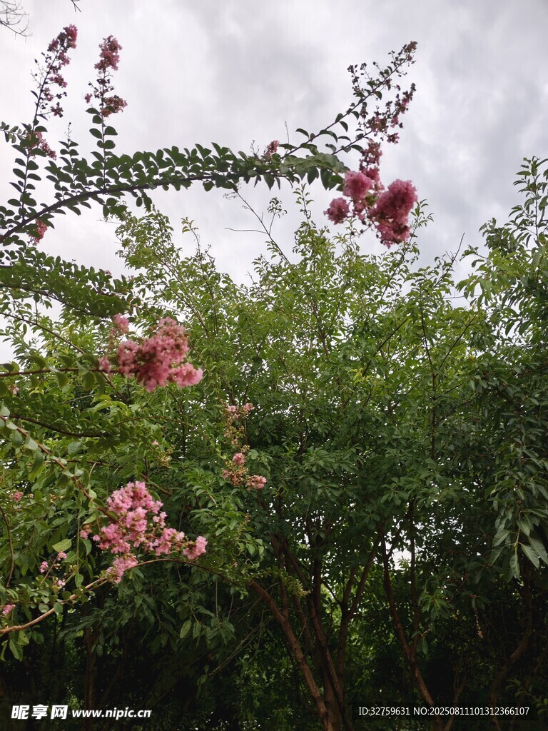 繁花滿樹的綠意景致