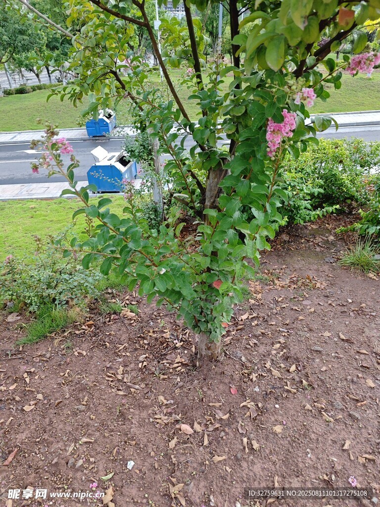 花園中俯身勞作的藍衣身影