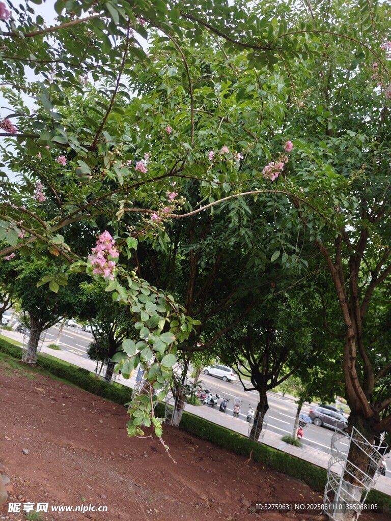 綠樹繁花下的寧靜小路