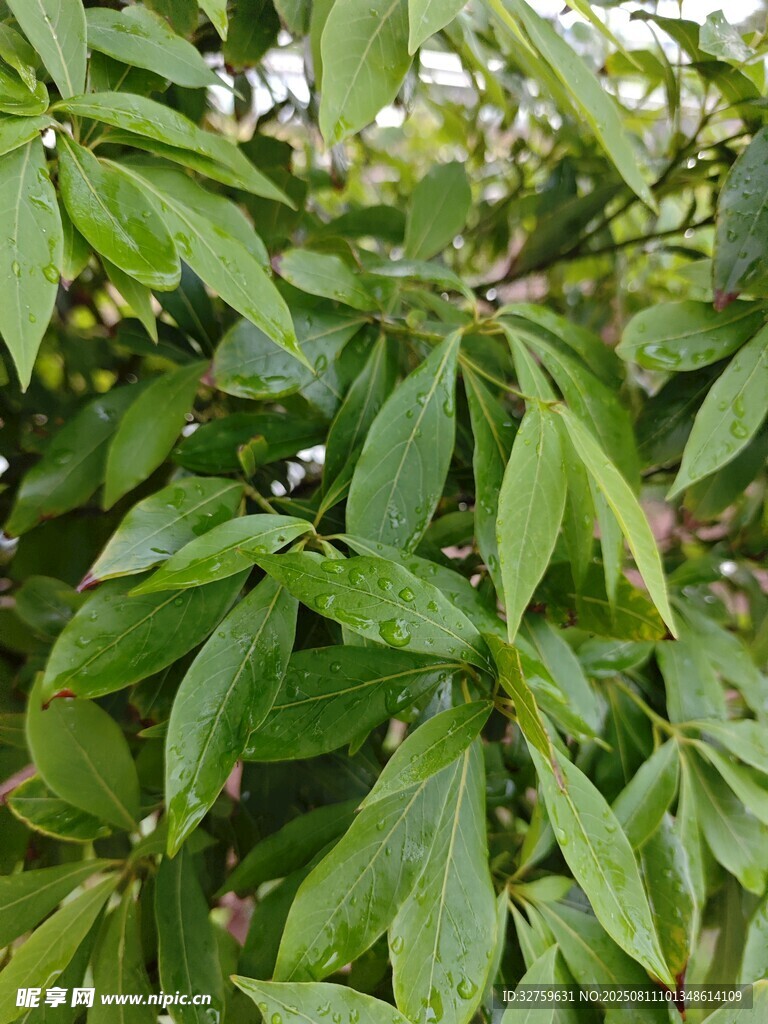 翠綠繁茂的植物葉片