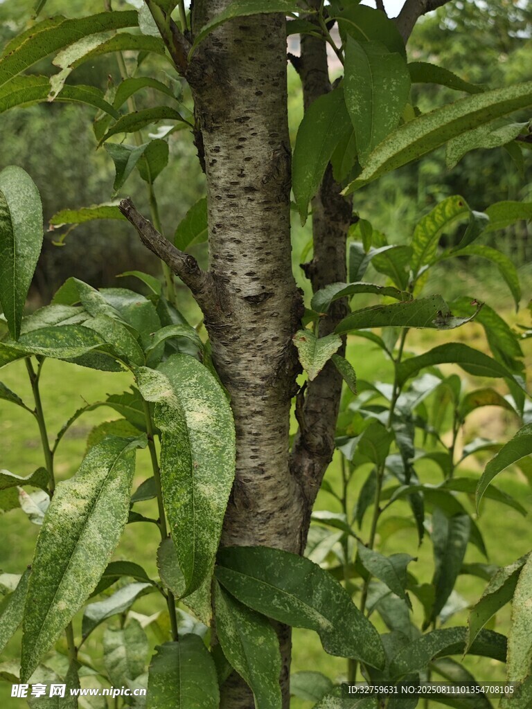 樹干旁的繁茂綠葉