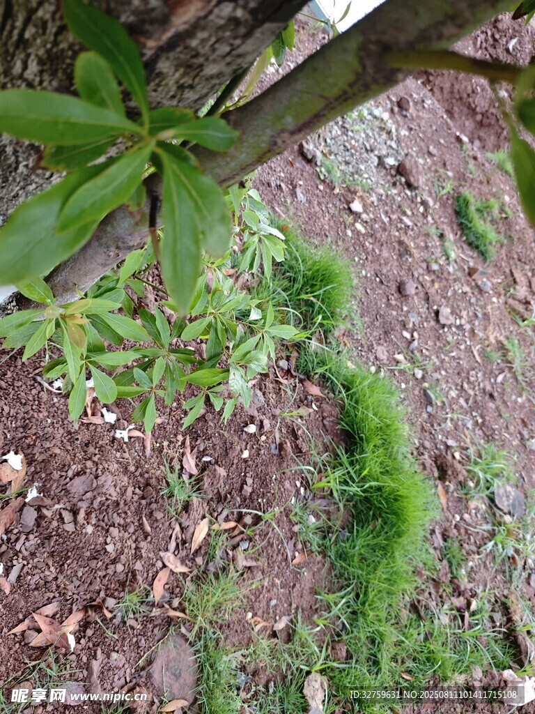 地面綠植與蕨類植物景象