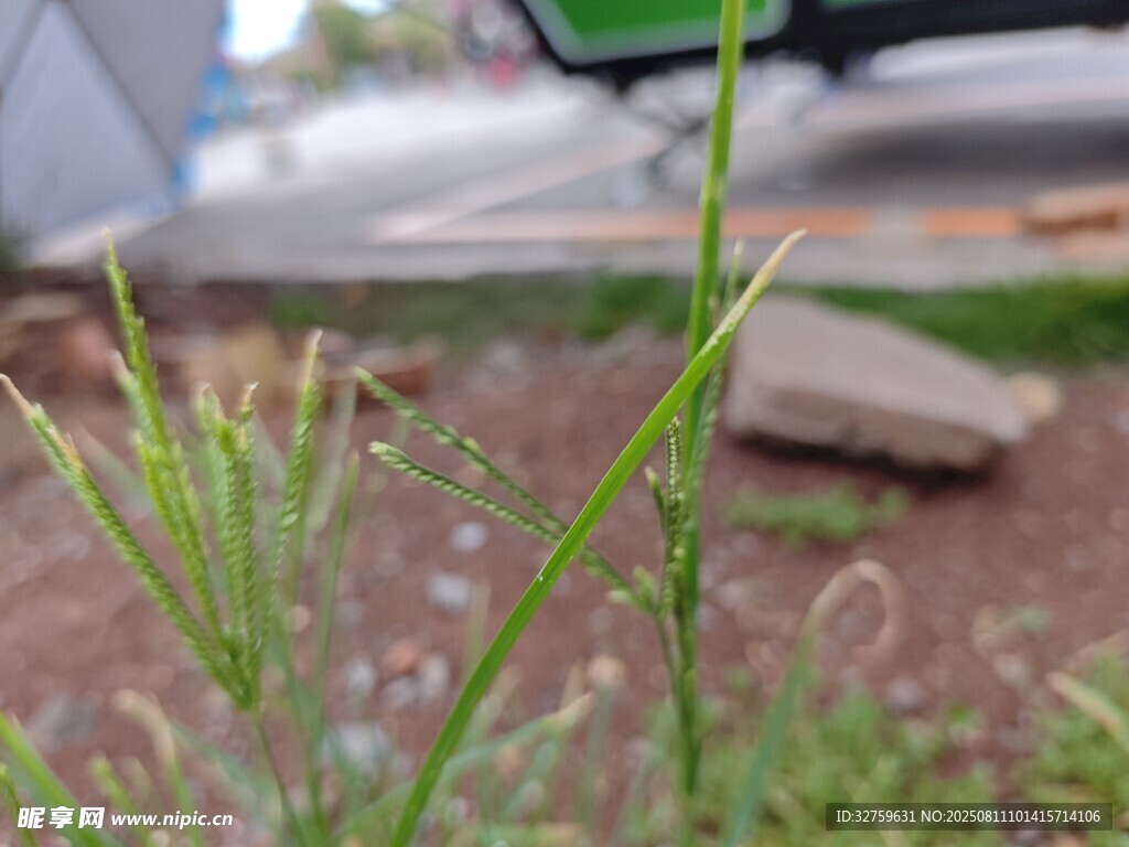 一株嫩綠的野草