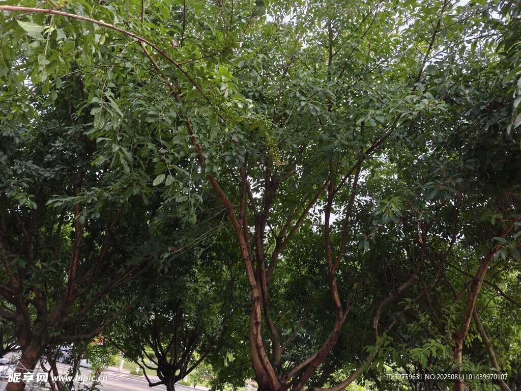 郁郁蔥蔥的樹林景觀