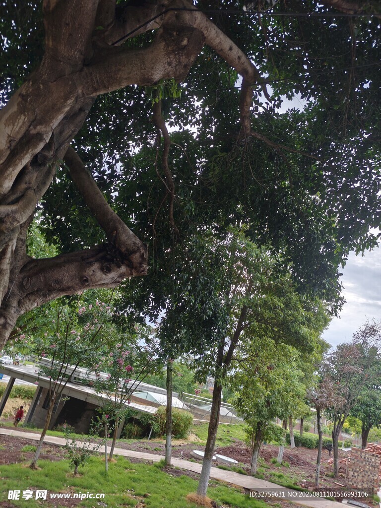 公園中繁茂大樹與步道景觀
