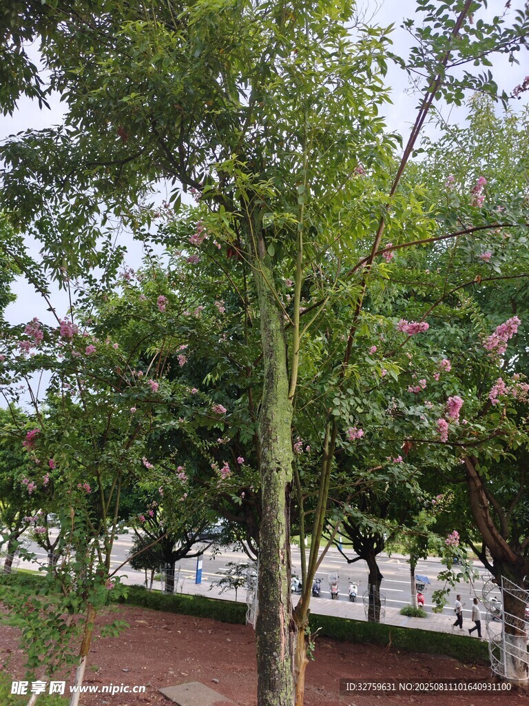 公園中繁茂綠樹景觀