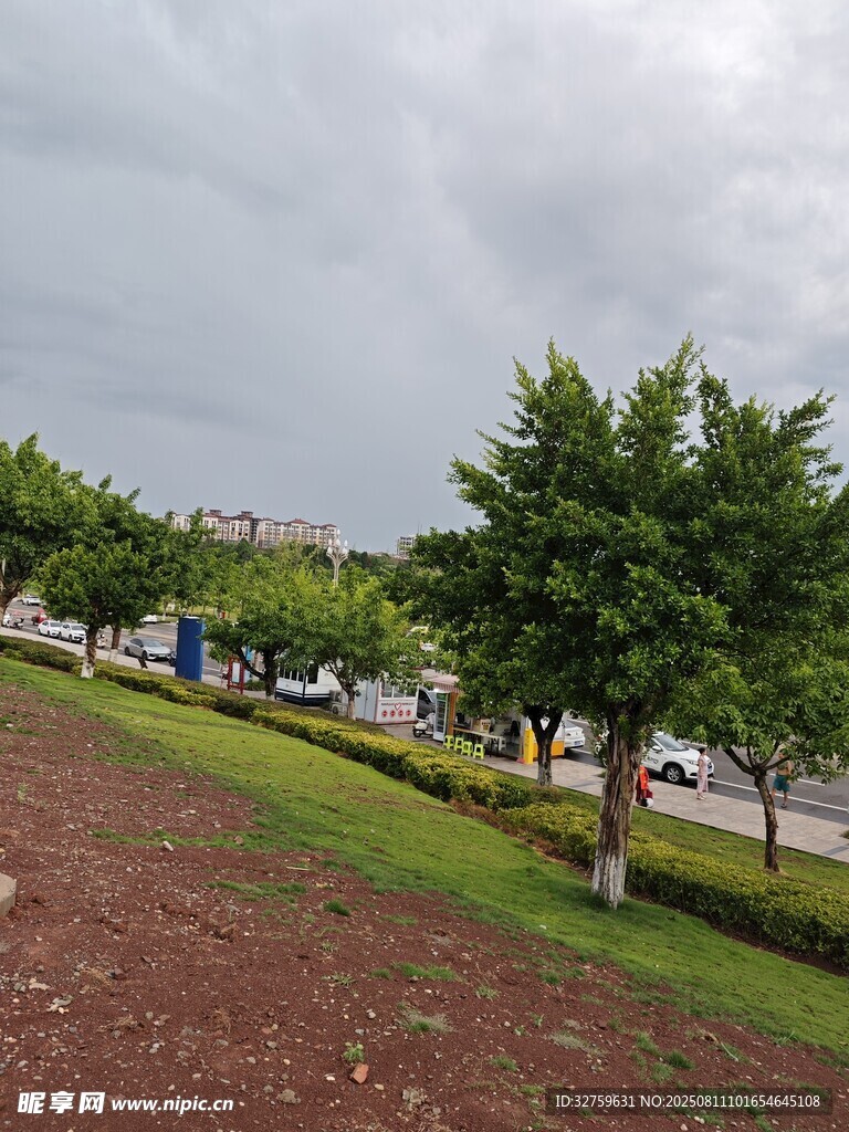 城市路邊綠樹景觀