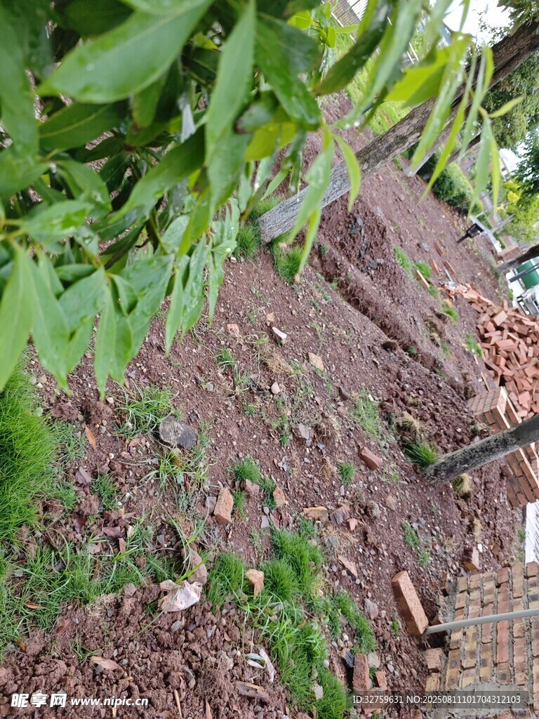 花園中的綠植與泥土景觀