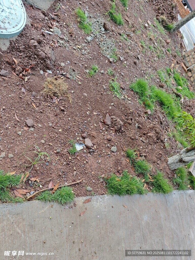 地面上的零星綠色植物