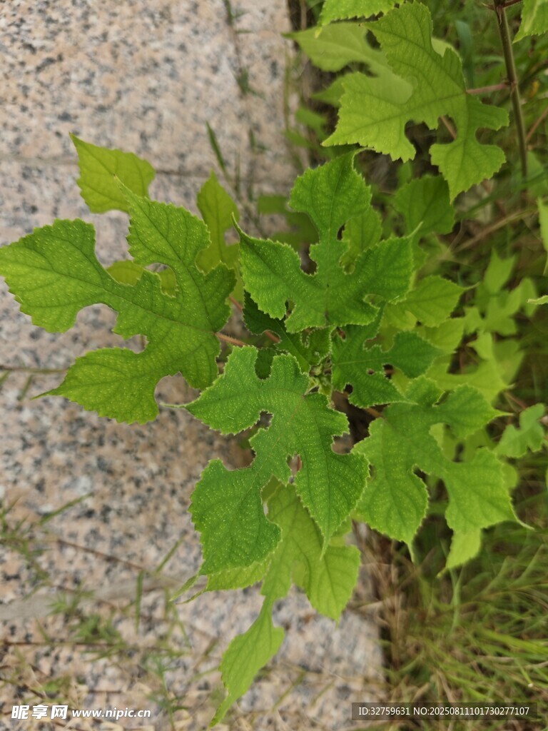 石縫中生長的翠綠植物