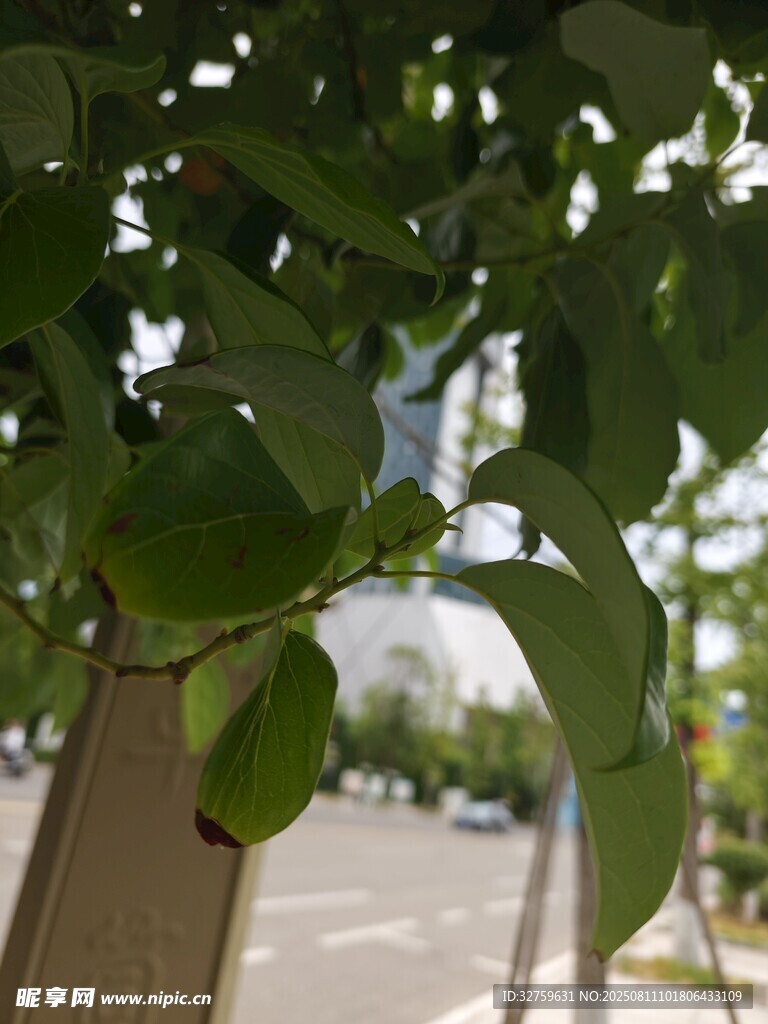 綠葉繁茂的樹枝