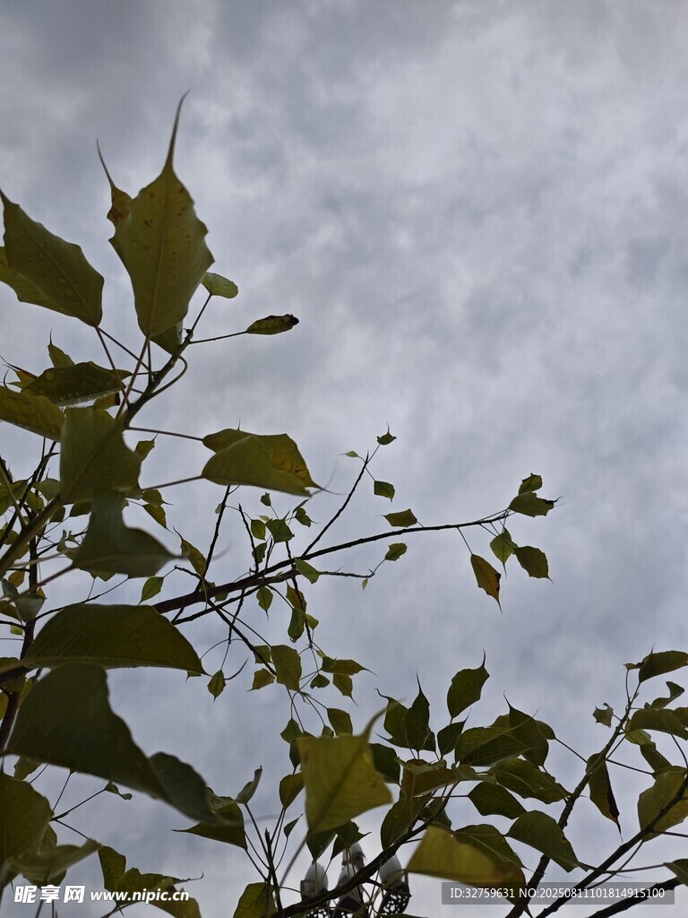 枝葉映襯下的陰沉天空