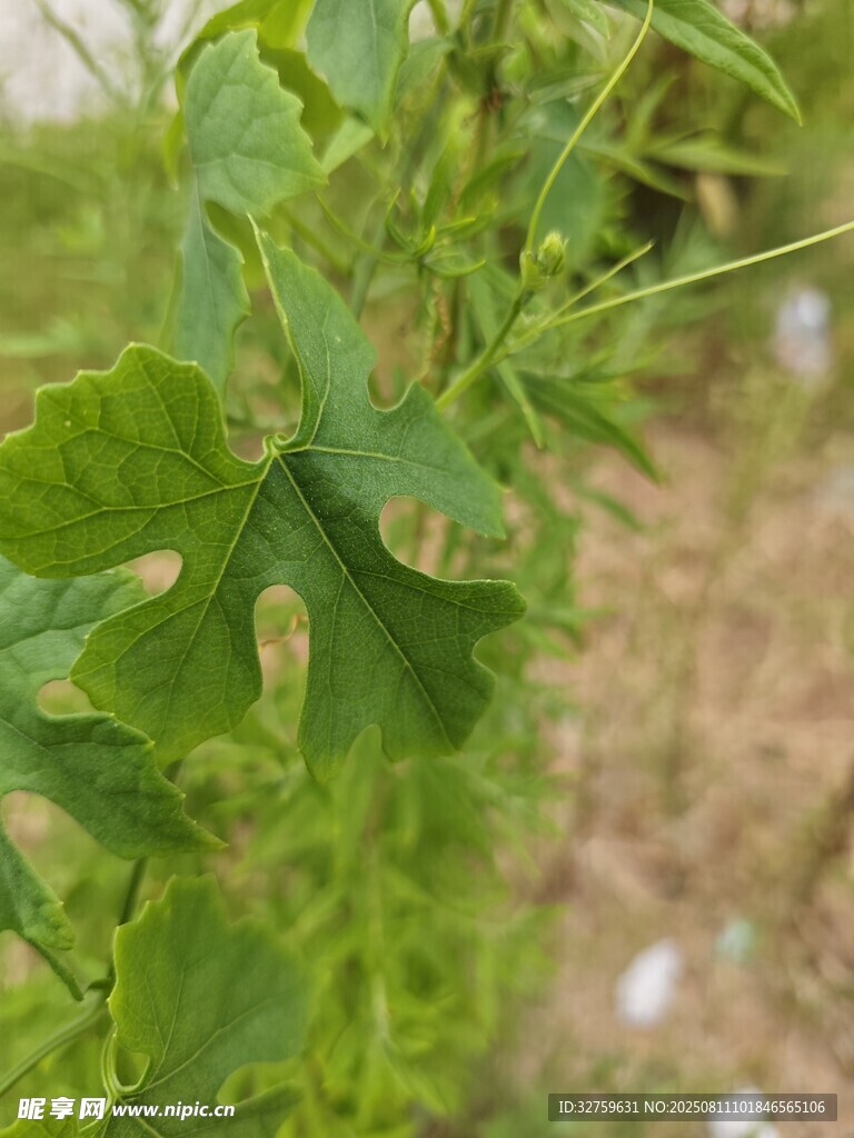 綠葉植物特寫(xiě)