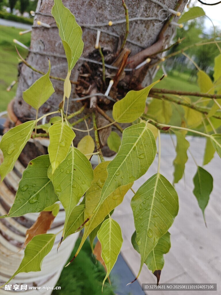 樹(shù)上綠葉間的鳥(niǎo)巢