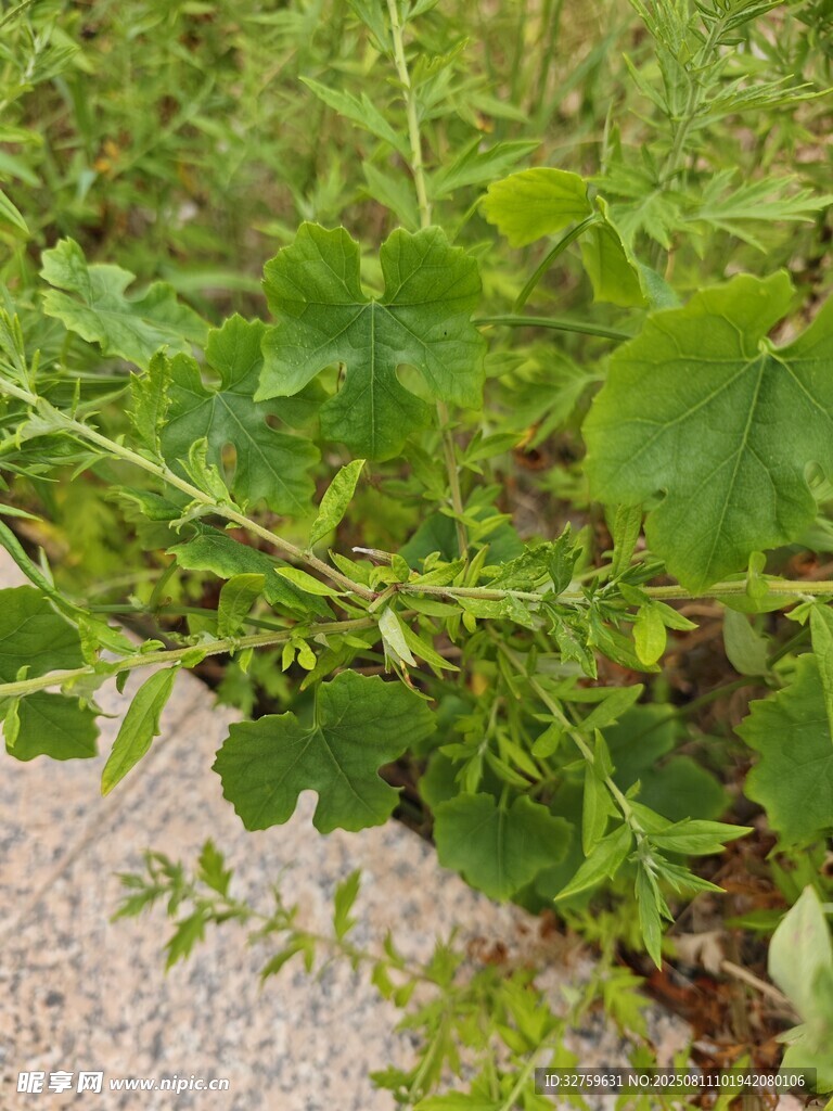 綠葉繁茂的植物景象
