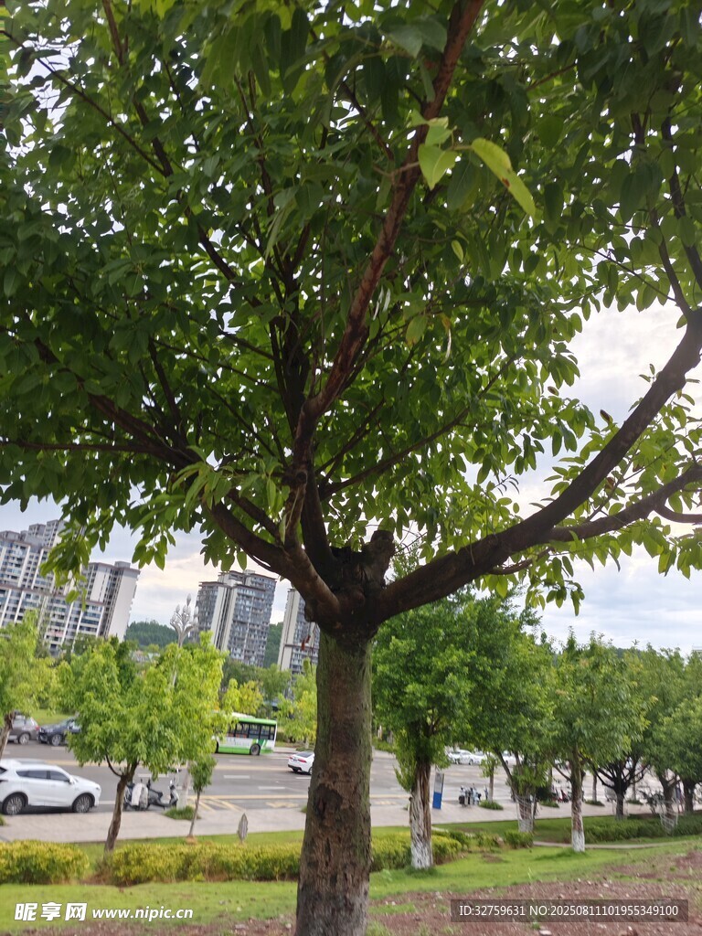 城市中蔥郁的綠樹景觀