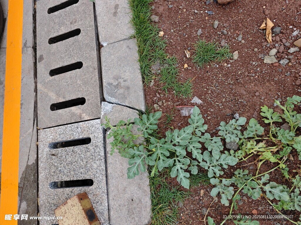 縫隙中生長(zhǎng)的綠色植物