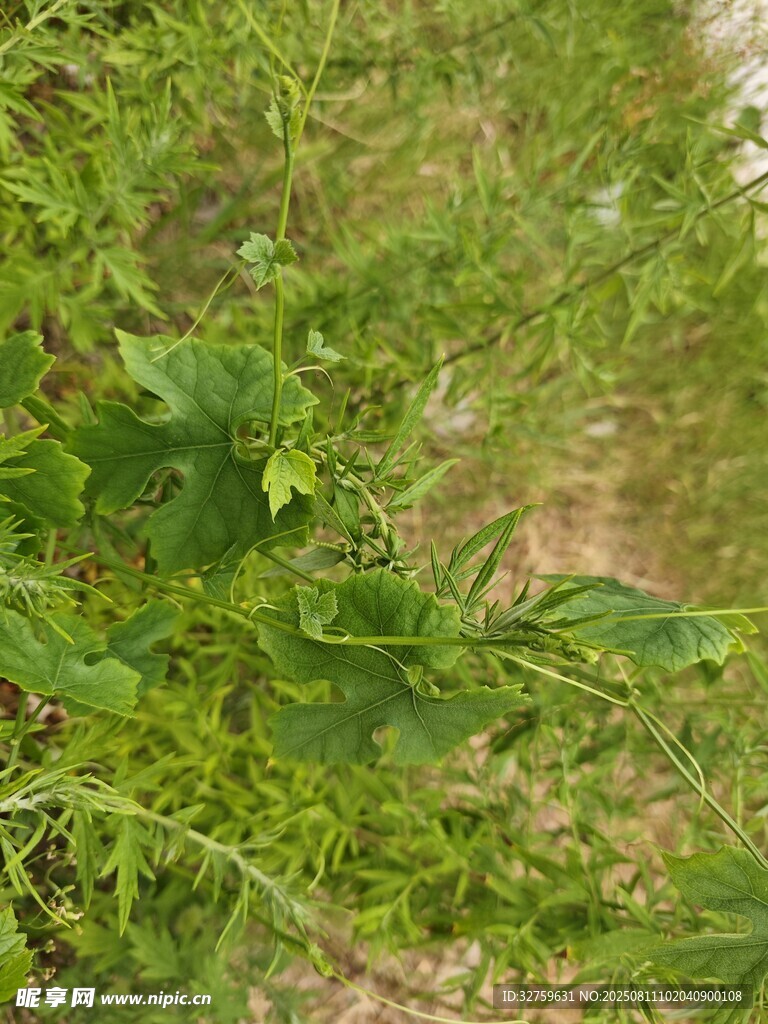 綠葉叢生的植物景象