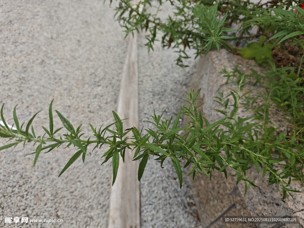 綠色植物枝條特寫