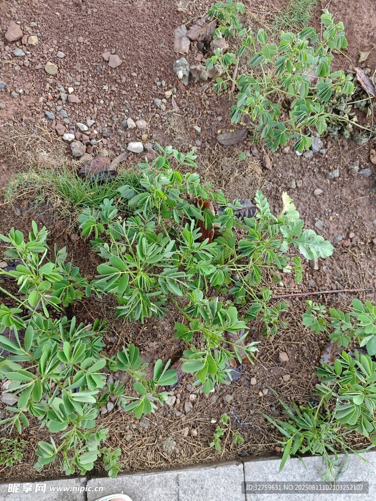 地面生長的綠色植物