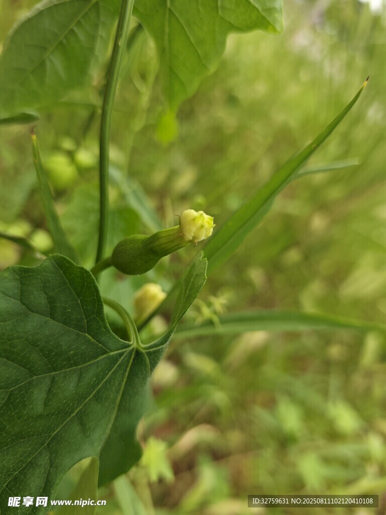 綠色植物上的黃色小花