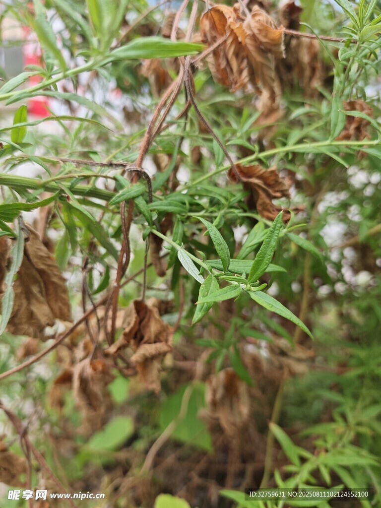 枯萎與生機并存的植物