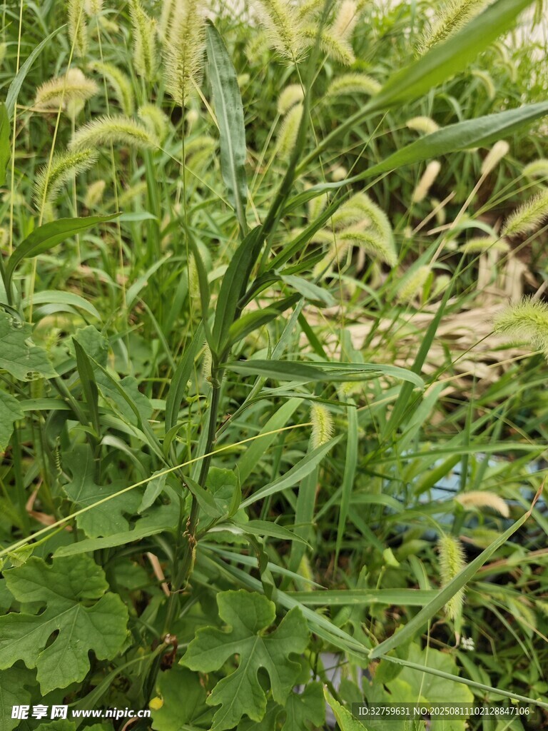 嫩綠繁茂的野生植物