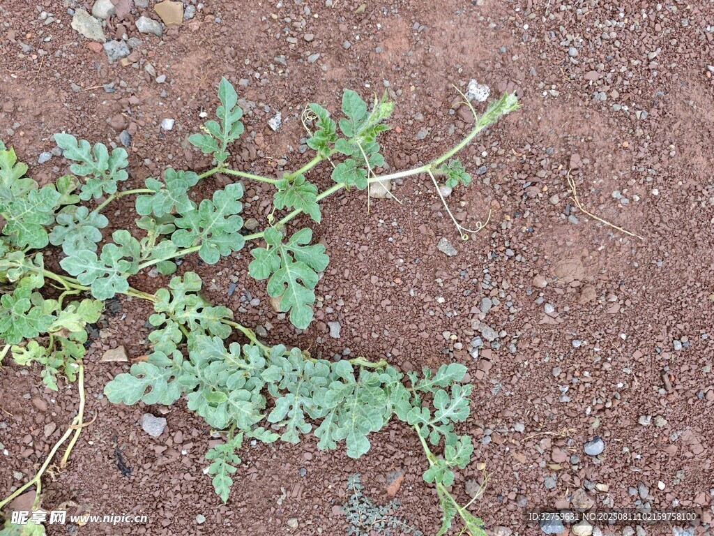 地面上的綠色植物