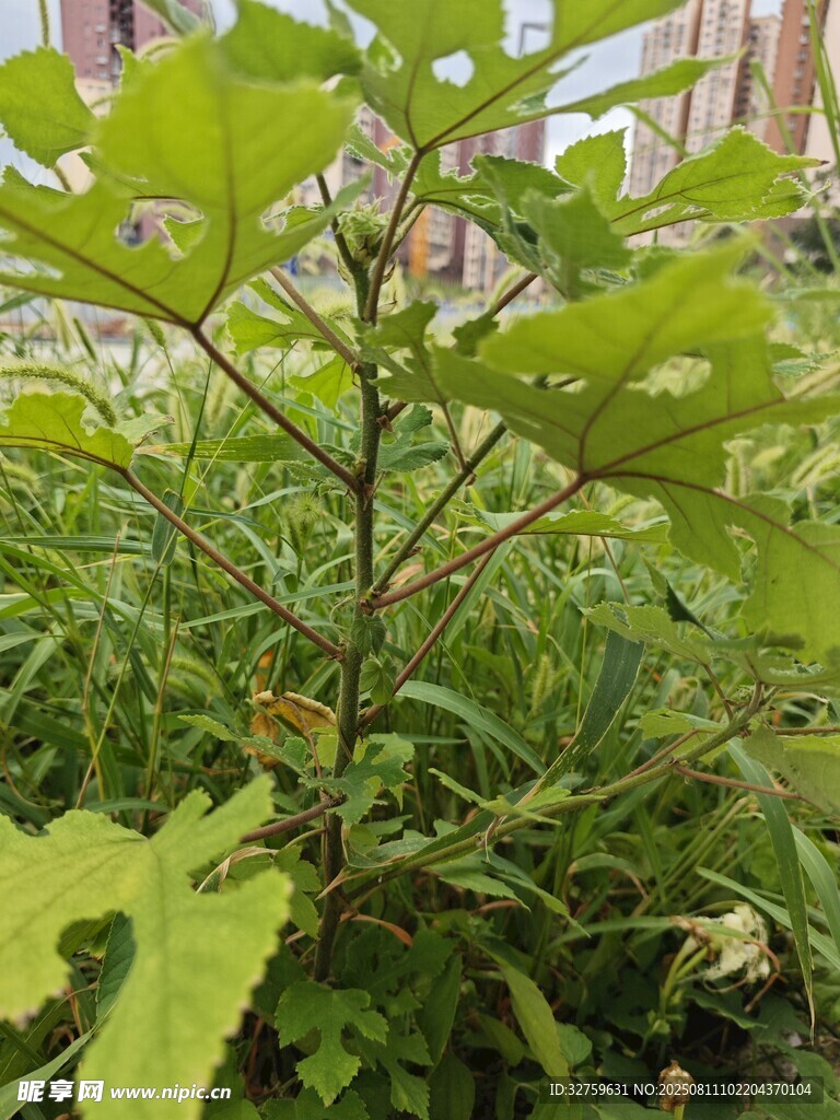 綠葉繁茂的植物特寫