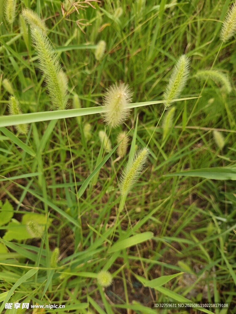 田野中的狗尾巴草