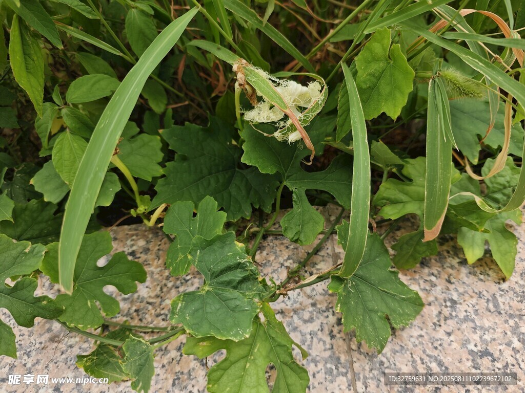 綠葉叢中的白色小花
