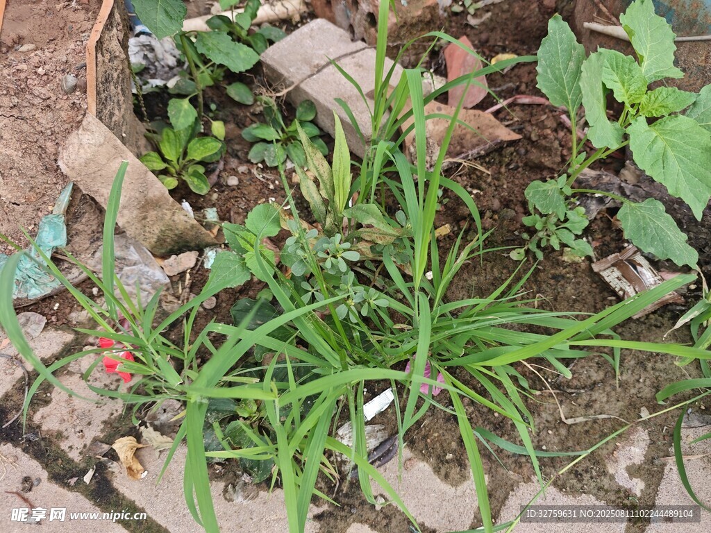 磚縫中生長的翠綠植物