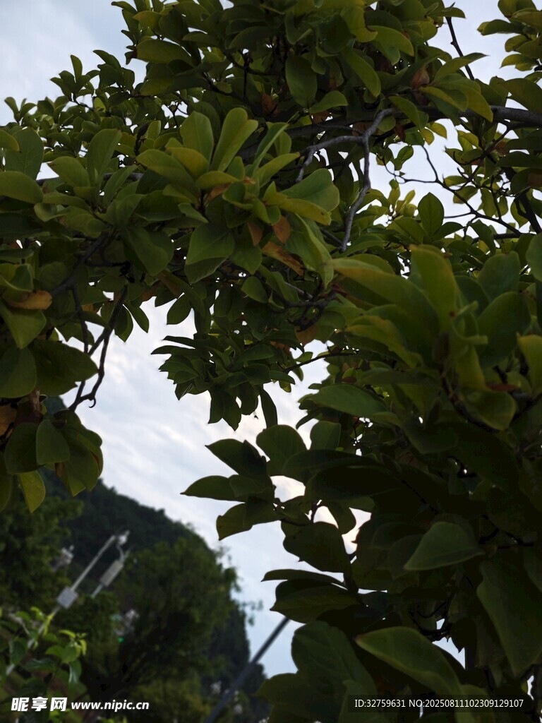 枝葉繁茂的樹(shù)木景觀