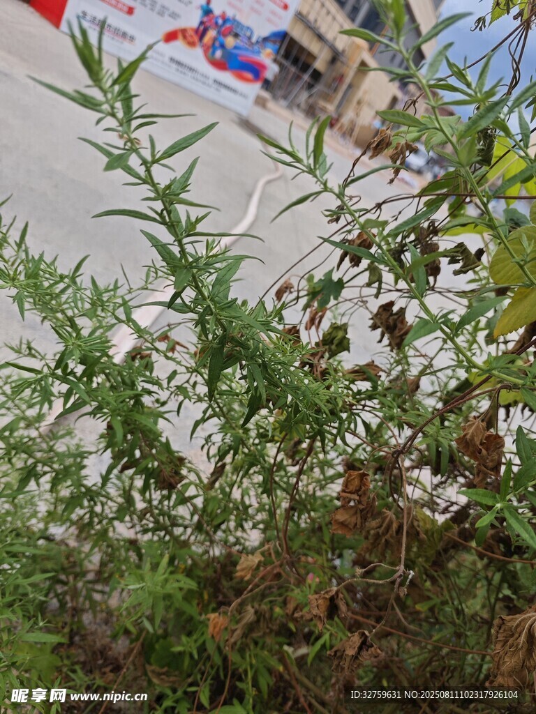 綠葉白花植物特寫